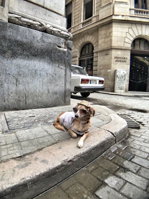Royal Canin Anjing Harga