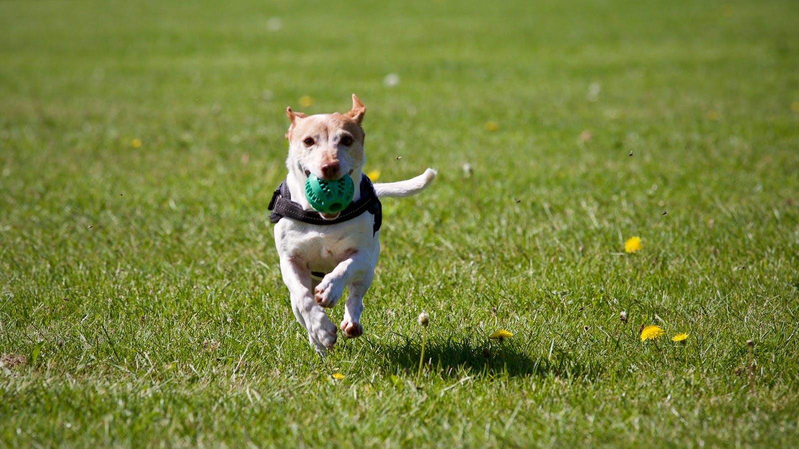 free-photo-of-funny-dog-running-on-the-grass_006.jpeg