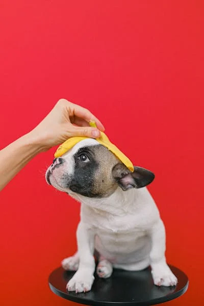 Makanan Anjing Mini Pom