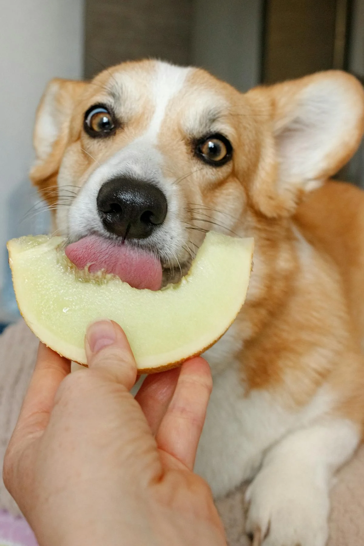 Dog Food Terbaik Untuk Anjing