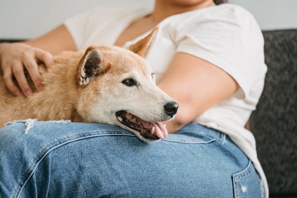 Royal Canin Gastro Intestinal Kering